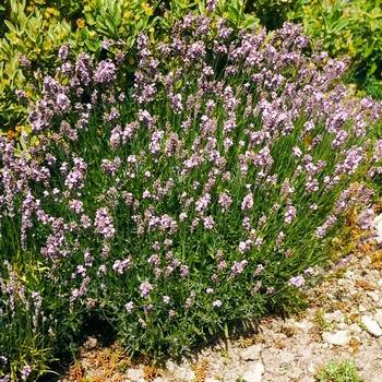 Лаванда Lavandula angustifolia 'Rosea'